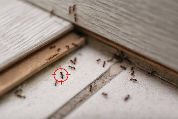 Best Pest Control for Restaurants  in New Beaver, PA