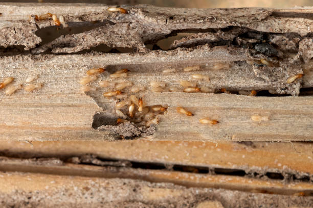 Best Pest Prevention Services  in New Beaver, PA